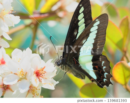 A swallowtail butterfly sucking nectar from a white flower A swallowtail butterfly sucking nectar from a white flower 139681393