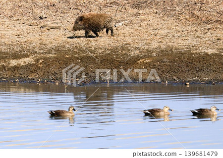 Wild boars in the Watarase Reservoir Wild boars in the Watarase Reservoir 139681479