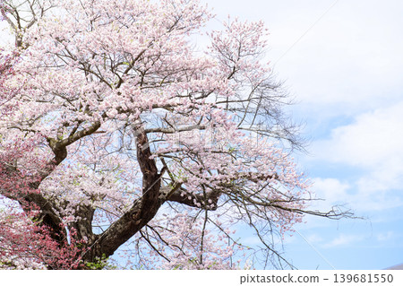 福島縣會泉裡町,文殊院的千枝櫻和藍天 福島縣會泉裡町,文殊院的千枝櫻和藍天 139681550