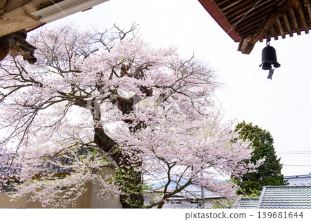 The fully bloomed Chiezakura cherry tree at Monjuin Temple and Mount Bandai in the distance, Aizu-Misato Town, Fukushima Prefecture The fully bloomed Chiezakura cherry tree at Monjuin Temple and Mount Bandai in the distance, Aizu-Misato Town, Fukushima Prefecture 139681644