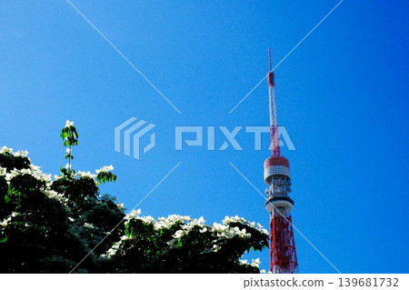 公園裡盛開著山茱萸樹,還能看到東京鐵塔。 公園裡盛開著山茱萸樹,還能看到東京鐵塔。 139681732