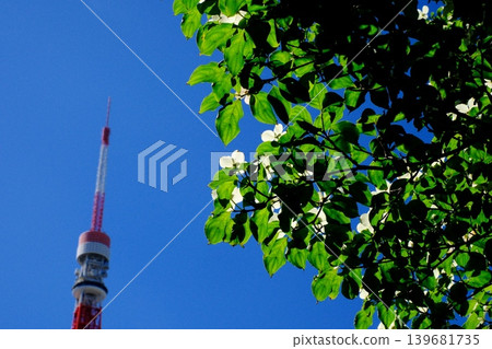 公園裡盛開著山茱萸樹，還能看到東京鐵塔。 139681735