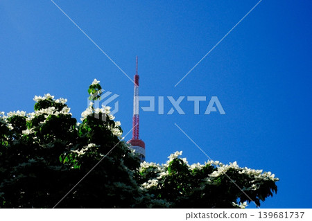公園裡盛開著山茱萸樹,還能看到東京鐵塔。 公園裡盛開著山茱萸樹,還能看到東京鐵塔。 139681737