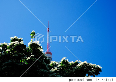 公園裡盛開著山茱萸樹,還能看到東京鐵塔。 公園裡盛開著山茱萸樹,還能看到東京鐵塔。 139681741