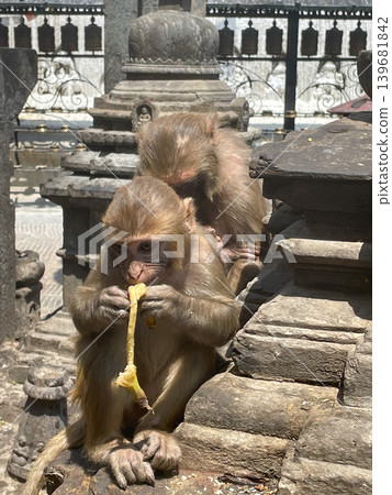 尼泊爾加德滿都斯瓦揚布納特寺的野生猴子 尼泊爾加德滿都斯瓦揚布納特寺的野生猴子 139681842