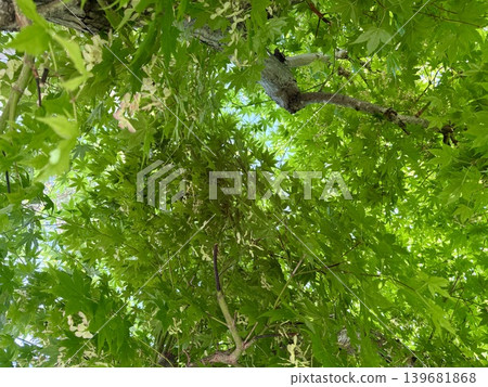 The green leaves in the fresh green season are beautiful The green leaves in the fresh green season are beautiful 139681868