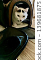 A black and white cat with eyebrow markings peeking out of a carrier bag. 139681875