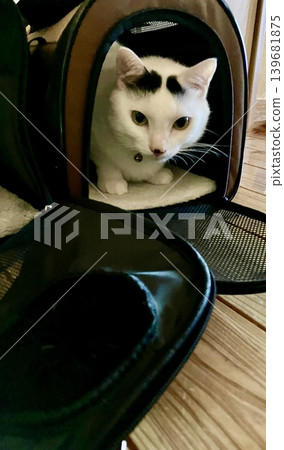 A black and white cat with eyebrow markings peeking out of a carrier bag. 139681875