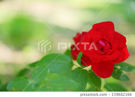 Red roses and a green bokeh background Red roses and a green bokeh background 139682166