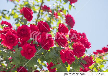 Wild Roses and the Sky in May Wild Roses and the Sky in May 139682305