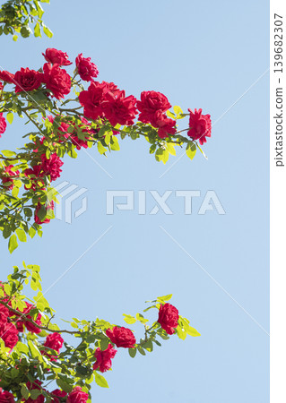 Wild Roses and the Sky in May Wild Roses and the Sky in May 139682307