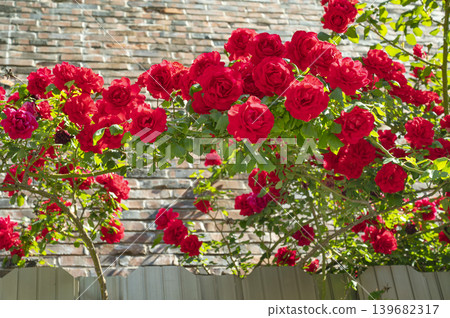 Wild Roses and the Sky in May Wild Roses and the Sky in May 139682317