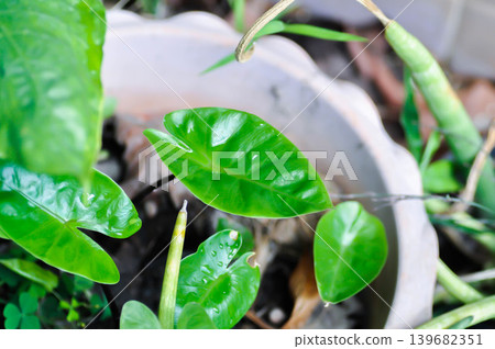 Xanthosoma sagittifolium L Schott, Ear elephant or Giant alocasia or ARACEAE or black alocasia or new born leaf Xanthosoma sagittifolium L Schott, Ear elephant or Giant alocasia or ARACEAE or black alocasia or new born leaf 139682351