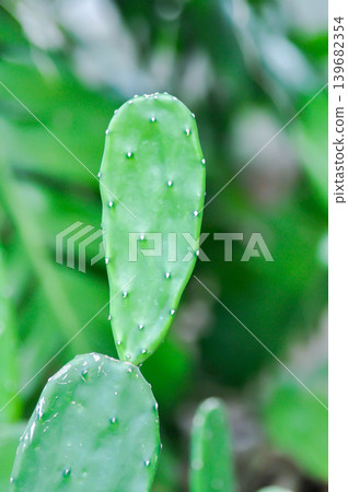 Opuntia cochenillifera, Opuntia or cactus or succulent plant 139682354