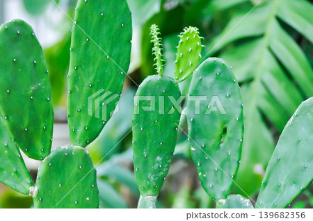 Opuntia cochenillifera, Opuntia or cactus or succulent plant 139682356