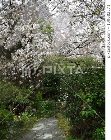 Cherry blossoms cover the garden of an old temple 139682371