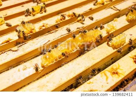 Bees working on honeycomb in beehive in garden Bees working on honeycomb in beehive in garden 139682411
