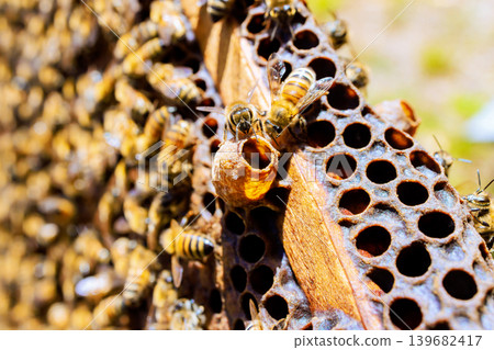 Bees working on honeycomb frame in beehive in garden 139682417