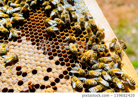 Bees gather around honeycomb in sunny garden during bees are looking after brood 139682420