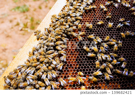 Bees gather on honeycomb in beehive in garden location 139682421