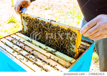 Beekeeper checks honeycomb frame in blue hive in countryside 139682423