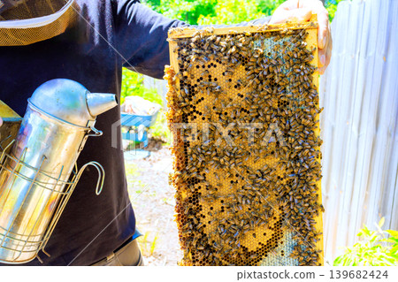 Beekeeper holds frame full of bees honey 139682424