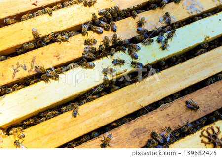 Bees gather around wooden frames as beekeepers inspects in garden 139682425