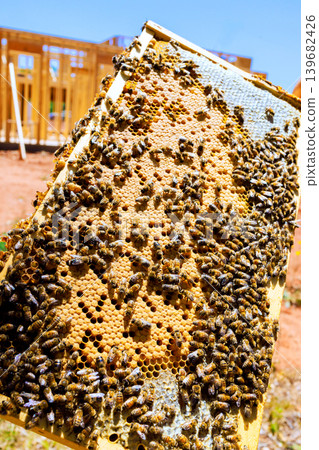 Bees gather on honeycomb frame at construction site during honey harvest Bees gather on honeycomb frame at construction site during honey harvest 139682426