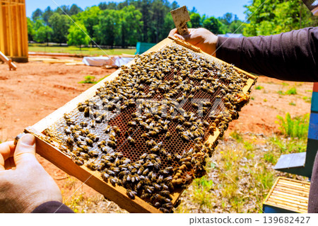 Beekeeper holds frame filled with bees in an apiary during sunny summer day Beekeeper holds frame filled with bees in an apiary during sunny summer day 139682427