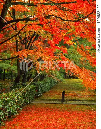 A peaceful collection of Japanese autumn landscapes featuring colorful maple trees, traditional temples, bamboo forests, and serene garden paths. These images capture the calm beauty of nature, warm 139682453