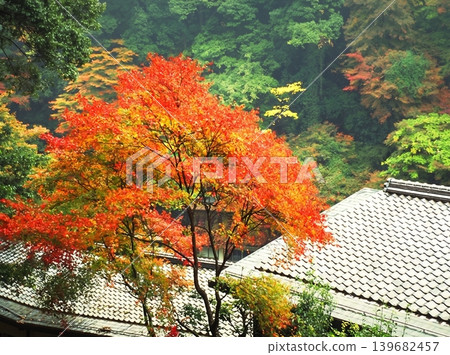 A peaceful collection of Japanese autumn landscapes featuring colorful maple trees, traditional temples, bamboo forests, and serene garden paths. These images capture the calm beauty of nature, warm A peaceful collection of Japanese autumn landscapes featuring colorful maple trees, traditional temples, bamboo forests, and serene garden paths. These images capture the calm beauty of nature, warm 139682457