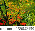A peaceful collection of Japanese autumn landscapes featuring colorful maple trees, traditional temples, bamboo forests, and serene garden paths. These images capture the calm beauty of nature, warm 139682459