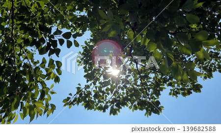 Leaves and sunlight filtering through the trees 139682588