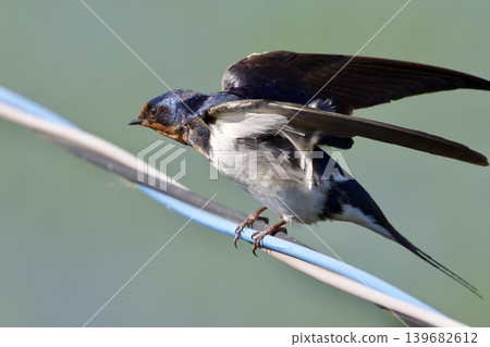 swallow / Japan 139682612