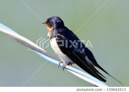 swallow / Japan swallow / Japan 139682613
