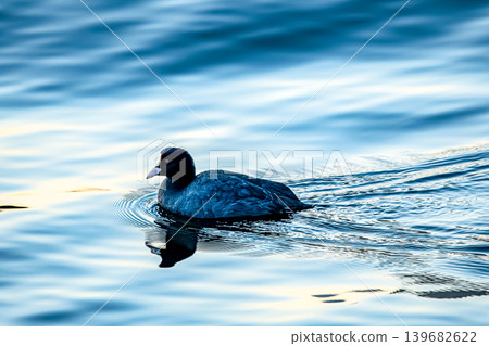 Coots are often mistaken for ducks. Coots are often mistaken for ducks. 139682622