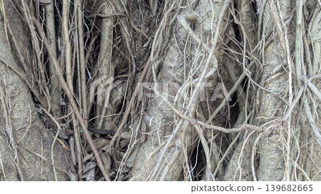 A tangled mass of gray and brown roots and thick vines covers the surface of a tree. The complex network of lines and shades creates an abstract, organic pattern with an intricate texture. 139682665