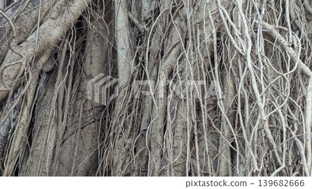 A close-up of a tangled mass of gray and brown roots and thick vines. The complex network of lines and shades creates an abstract, organic pattern with an intricate texture. 139682666
