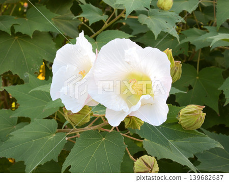 白醉芙蓉 139682687