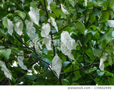 A handkerchief-shaped tree at the Faculty of Agriculture, Iwate University, Iwate Prefecture, sways in the gentle May breeze. 139682690