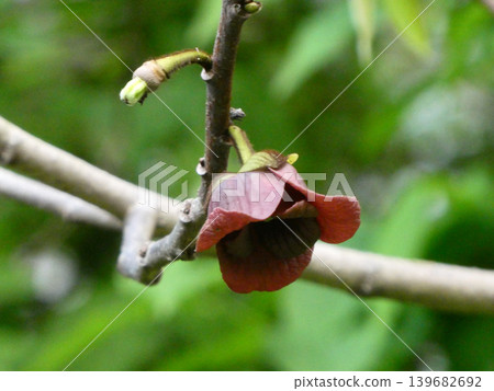 The pawpaw, a member of the Bananaceae family, has chocolate-colored flowers similar to the black lily, and its ripe fruit tastes like bananas. 139682692