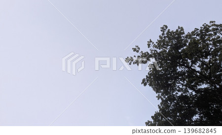 Minimalist nature image featuring a bright, hazy sky with dark tree foliage dominating the right side. Excellent copy space for text or graphics in the vast open sky. 139682845