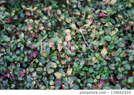 Alternanthera Little Ruby Plant Close Up Photography Alternanthera Little Ruby Plant Close Up Photography 139682939