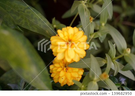 Vibrant Zinnia Flowers in Bloom Natural Beauty Vibrant Zinnia Flowers in Bloom Natural Beauty 139682950
