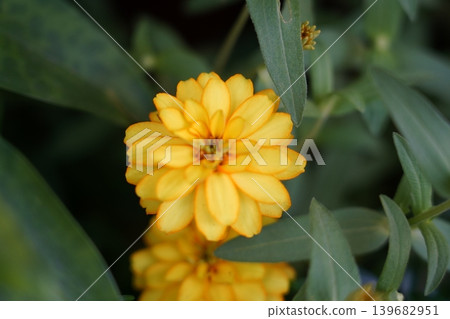 Zinnia Elegans Flowers in Full Bloom 139682951