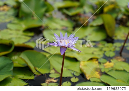 Water Lily Nymphaea Flower Pond Nature Photography Water Lily Nymphaea Flower Pond Nature Photography 139682975