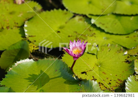Pink Water Lily Flower in a Pond Nature Photography Pink Water Lily Flower in a Pond Nature Photography 139682981