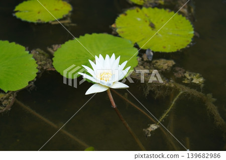 White Water Lily Nymphaea in a Lily Pond 139682986