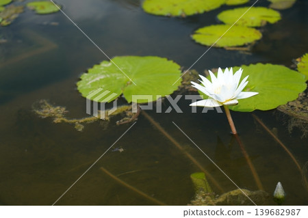 White Water Lily in a Pond Peaceful Scene White Water Lily in a Pond Peaceful Scene 139682987