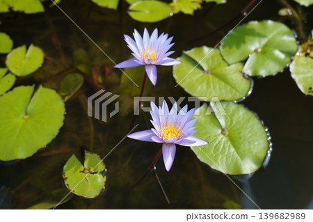 Water Lilies in Full Bloom Floral Beauty Water Lilies in Full Bloom Floral Beauty 139682989